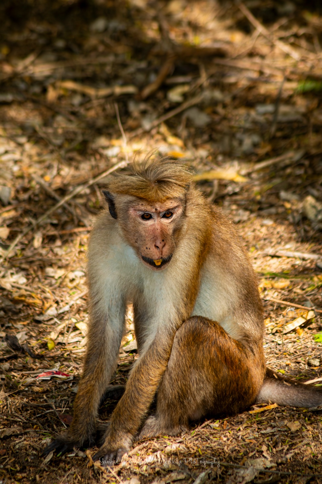 Bundala National Park